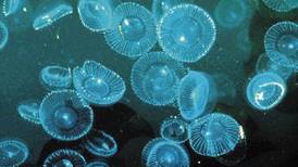 Científicos descubren por qué los corales y anémonas no se convierten en medusas