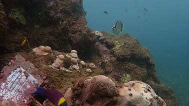 Gobierno prohíbe extracción de todo tipo de corales