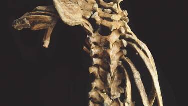 Columna vertebral es más antigua de lo creído