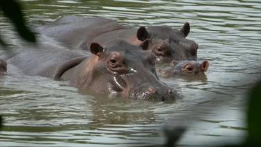 Rescate de 70 hipopótamos de Pablo Escobar cuesta $3,5 millones