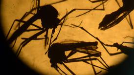 Maras complican lucha contra el zika en Centroamérica 