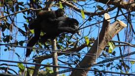 Pasos de fauna tratarán de salvar a monos de morir electrocutados en Tamarindo