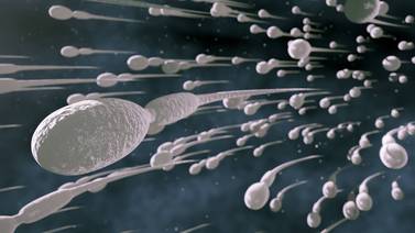 Proteína en cola de espermatozoides sería clave en la fertilidad