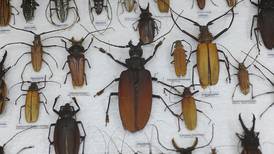  UCR inaugura exposición con más de 4.000 insectos