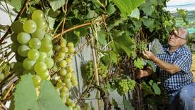 Productores buscan llevar uva a niveles comerciales