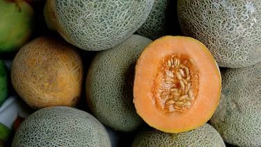   Sector melonero repunta con mejores precios y mayor  cosecha
