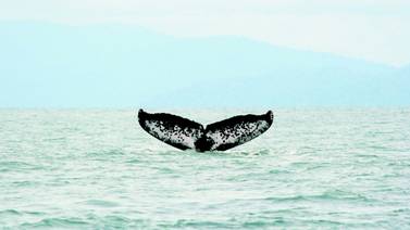 Se inicia temporada de ballenas en Pacífico sur