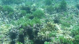Arrecifes en zona del Tempisque perdieron el 98% del coral vivo  