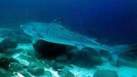 Tiburón tigre se acerca cada vez más a los humanos en la Isla del Coco