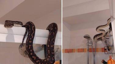 Hombre se lleva una sorpresa al encontrar una serpiente pitón en su baño en Australia