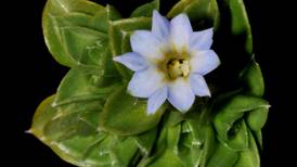 Científicos ticos descubren una nueva especie de planta en el cerro Chirripó