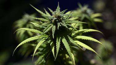 Colegio de Médicos avala uso de cannabis medicinal luego de 18 años de discusión