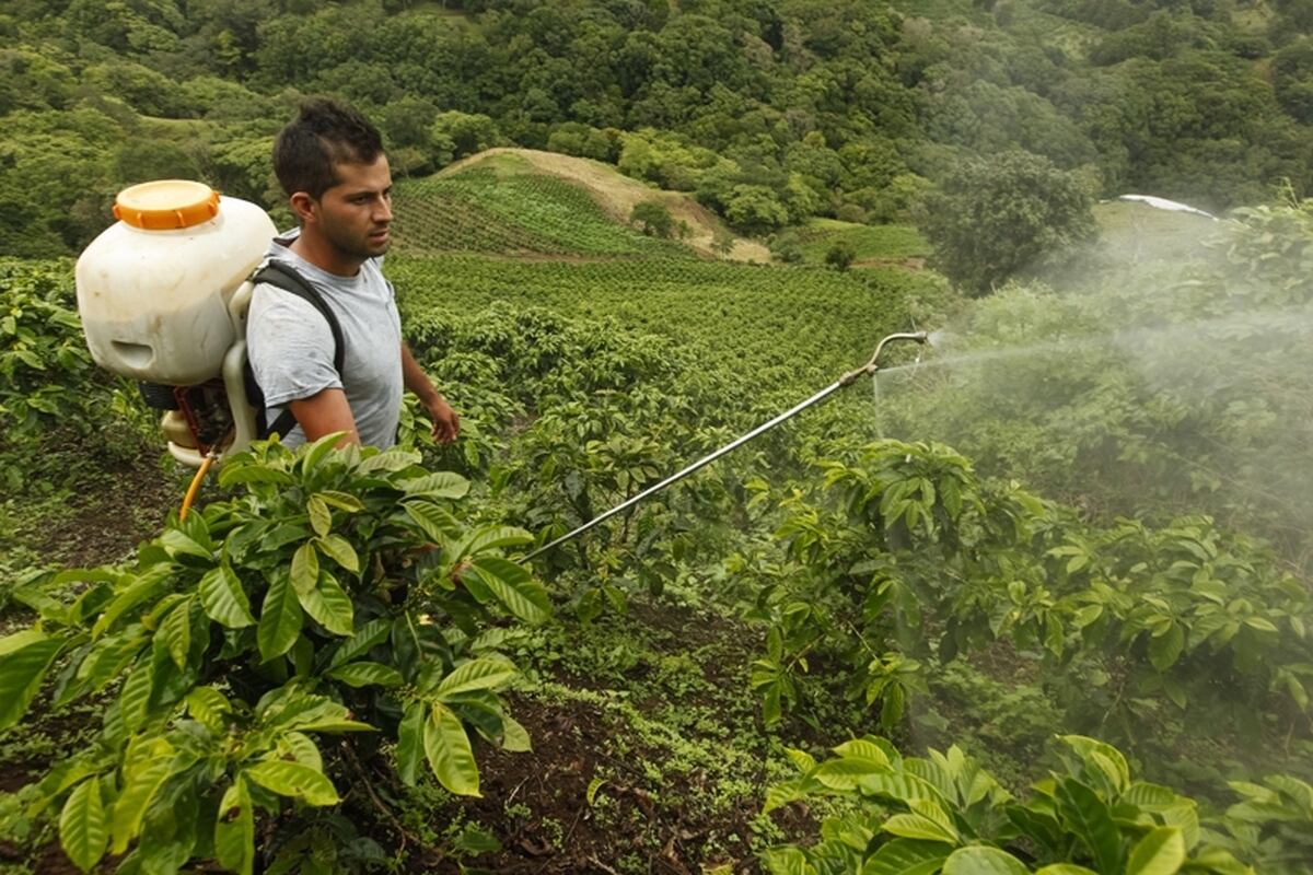 Café de primera cosecha de finca Fidel es el mejor de