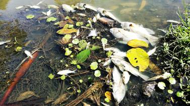 Vecinos del río Blanquillo en Paraíso de Cartago denuncian matanza de peces