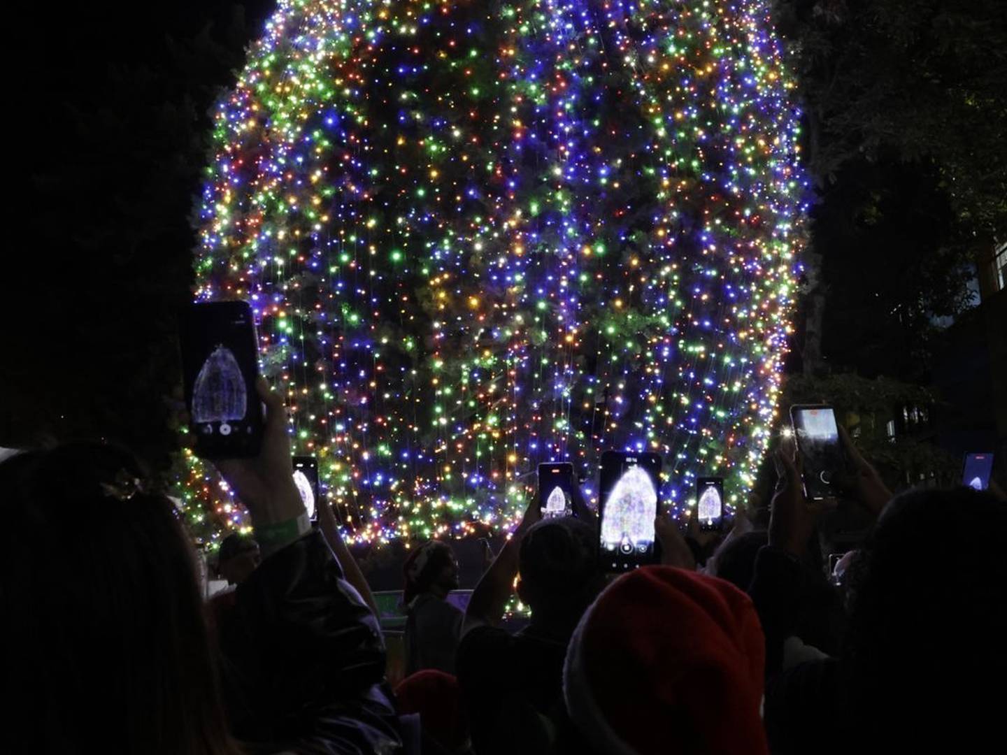 El momento esperado llegó. Las miles de luces del árbol natural de Navidad más grande del país ya se encendieron. Foto: Mayela López