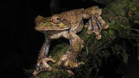 Descubren particular canto de la rana voladora en Caribe costarricense