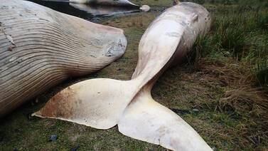 Cientos de ballenas aparecen muertas en costas de Chile