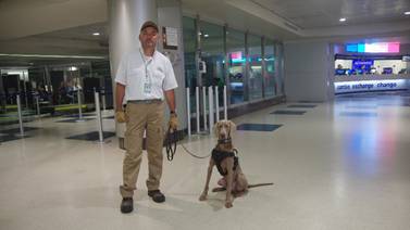 Perro entrenado y adiestrador vigilan ingreso de productos contaminados en el aeropuerto Juan Santamaría