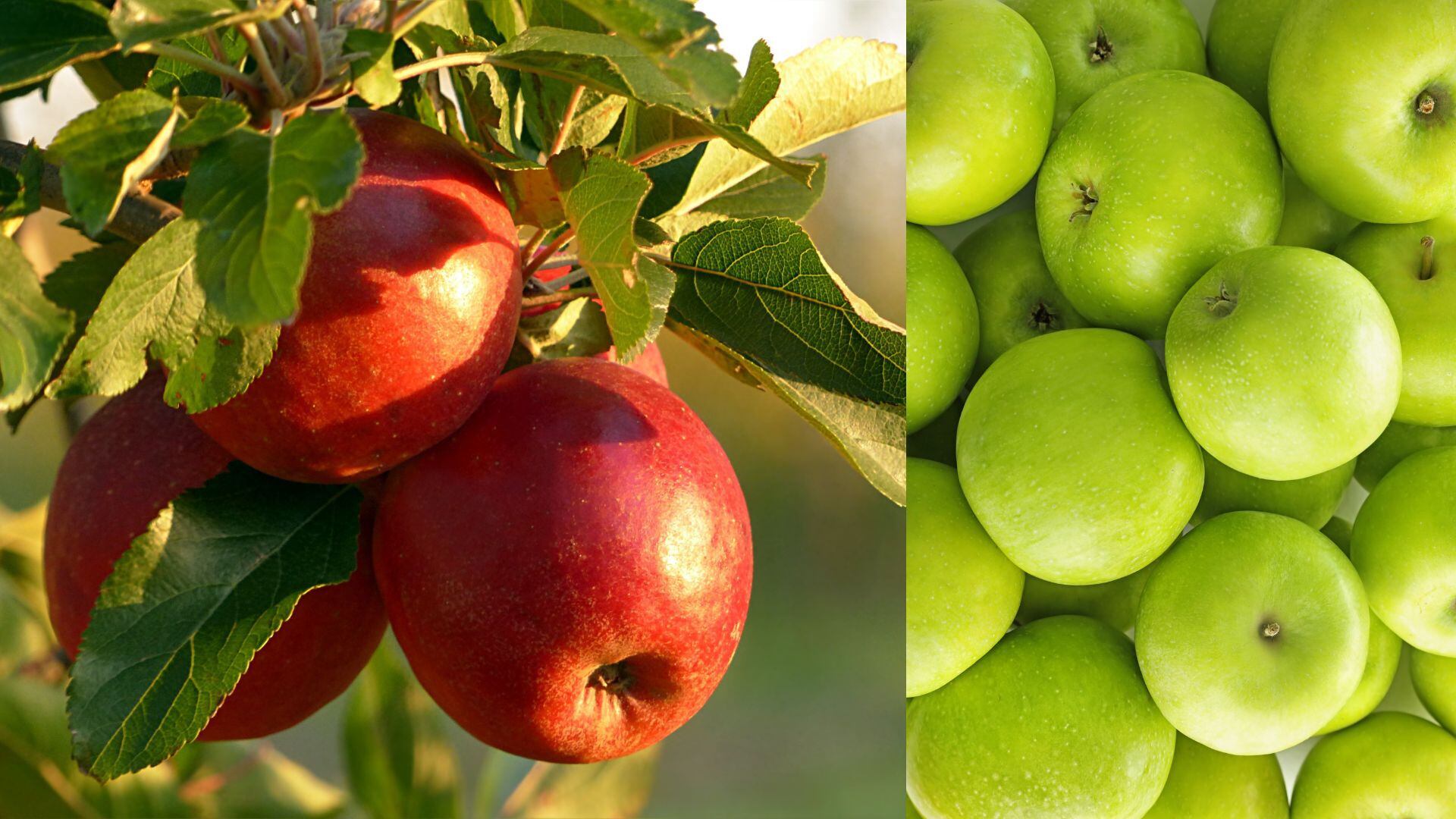 La manzana, una fruta rica en antioxidantes, puede prevenir infartos, reducir el colesterol y mejorar la salud cardiovascular según estudios de Harvard.