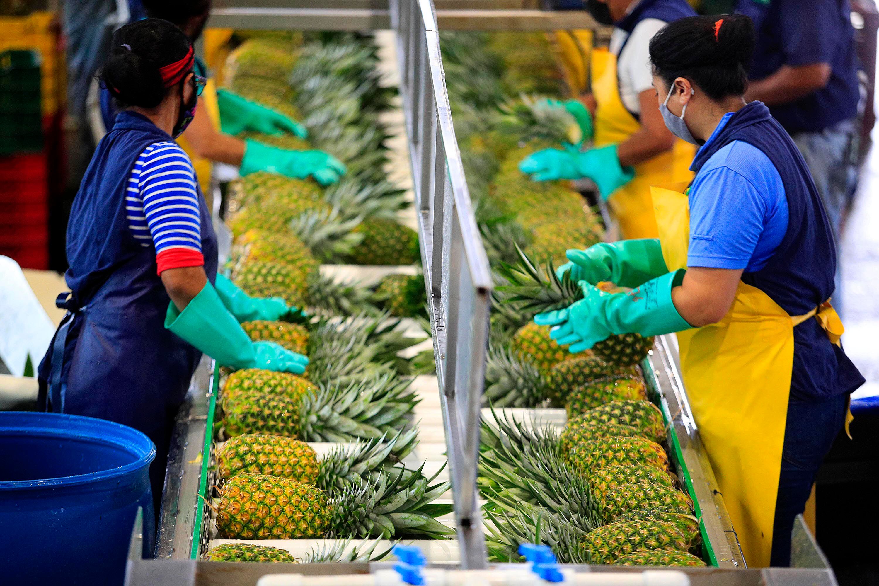 Las exportaciones de piña, segundo rubro agrícola de exportación de Costa Rica, dependen en gran medida de la electricidad para garantizar la calidad de fruta en el proceso de empaque y traslado.
