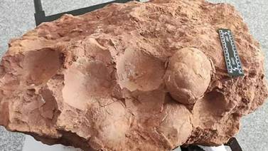 Investigadores descubren huevos de dinosaurio de 80 millones de años en China