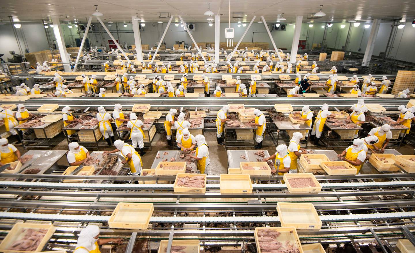 Un aumento del 25% en la demanda de atún, tanto en mercado interno como para exportación, exigió un aumento del personal en la planta de Alimentos Prosalud, en Puntarenas. Foto: Cortesía de la empresa