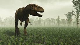 Los T-Rex enanos probablemente no existieron