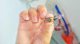 Nuevo estudio anuncia medicamento que promete una cura para el mal de Chagas