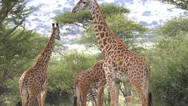 El genoma completo de la jirafa explica por qué tiene el cuello largo