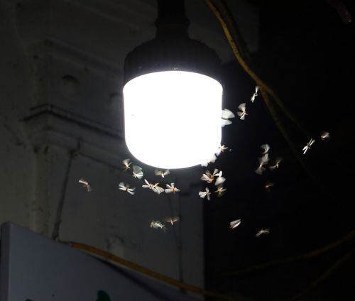 Existen diferentes teorías acerca de por qué la luz artificial atrae a los insectos.
