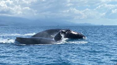 Viva un formidable espectáculo de ballenas y disfrute de una aventura inolvidable
