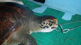 Pesca en el Pacífico perjudicó a 722.000 tortugas en 11 años