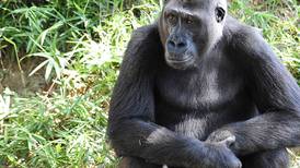 Gorilas de zoológico estadounidense dan positivo por covid–19