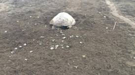 Arribada de tortugas en Ostional se adelantó