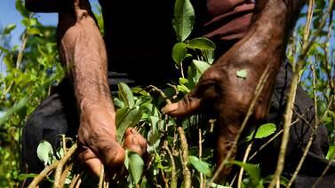 Más de dos millones de matas de coca destruidas en Guatemala