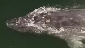 Cría de ballena jorobada estuvo este miércoles por la noche en Caldera