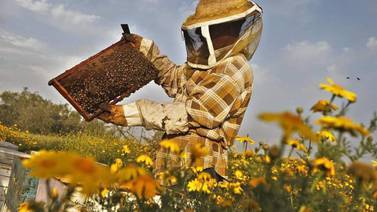 Unas 1.500 familias apicultoras luchan por reactivar la producción de miel en todo el país