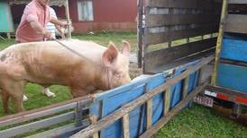   Porcicultores temen más contrabando de cerdos desde Nicaragua