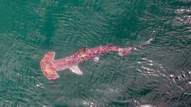 Proponen declarar al golfo Dulce como ‘santuario’ de tiburones