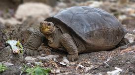 Tortuga hallada en Galápagos es de una especie considerada extinta, confirman científicos