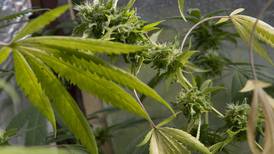 Carlos Alvarado presentará contrapropuesta sobre cannabis medicinal