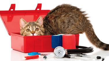 ¿Qué debe tener un kit de emergencias para su mascota?