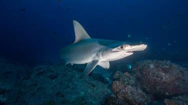 Biólogos marcan cinco tiburones martillo en Isla del Coco