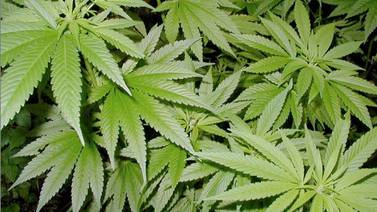 Gobierno británico anuncia legalización del  cannabis terapéutico