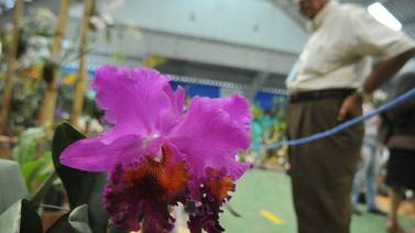 Miles de bellas orquídeas adornaron Desamparados