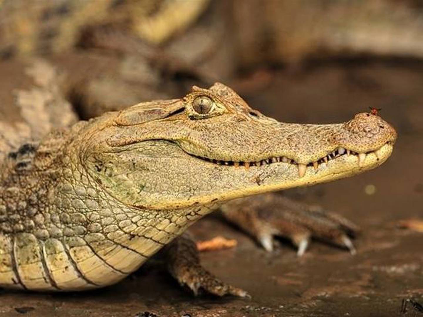 Biólogos alertan ante época de reproducción de los cocodrilos | La Nación