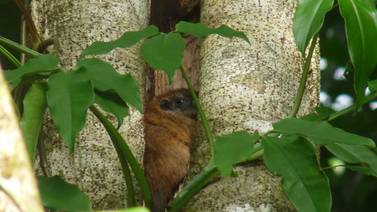 Ratón espinoso de árbol apareció en Costa Rica