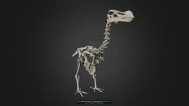 Paleontólogos diseñan el primer atlas tridimensional del dodo