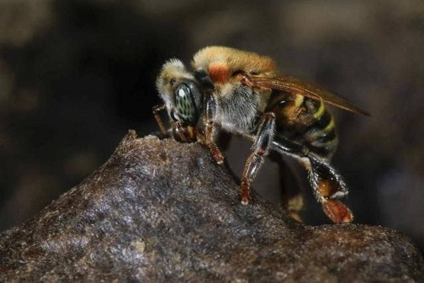 Los apicultores atribuyen la muerte, actualmente, de unos 100 millones de abejas al año, en Costa Rica, a la aplicación del Fipronil. El insecto se contamina la recoger néctar en las flores fumigadas. Foto: Cortesía