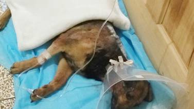 Policías de Upala rescatan a perro callejero macheteado en una pata, el hocico y el lomo